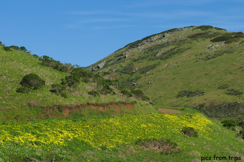 beginning of wildflower season2011d11c003.jpg